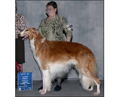 Top AKC NOHS Borzoi 2015